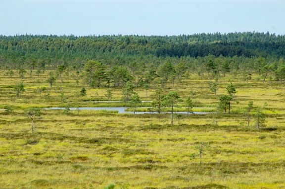 Luontotyyppien ja lajien tilan heikkeneminen jatkuu - Uutiset