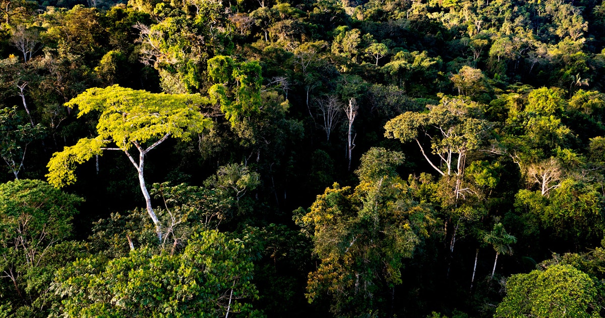Tutkijat etsivät oravaa – löysivät ennen tuntemattoman olennon
