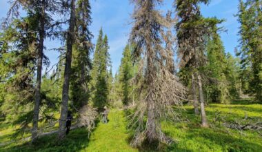 ”Tämänhetkinen maisema se ei ole” – Lämpiävä ilmasto runtelee Itä-Lapin luonnon tuleville polville täysin erilaiseksi, Värriön tutkijat sanovat