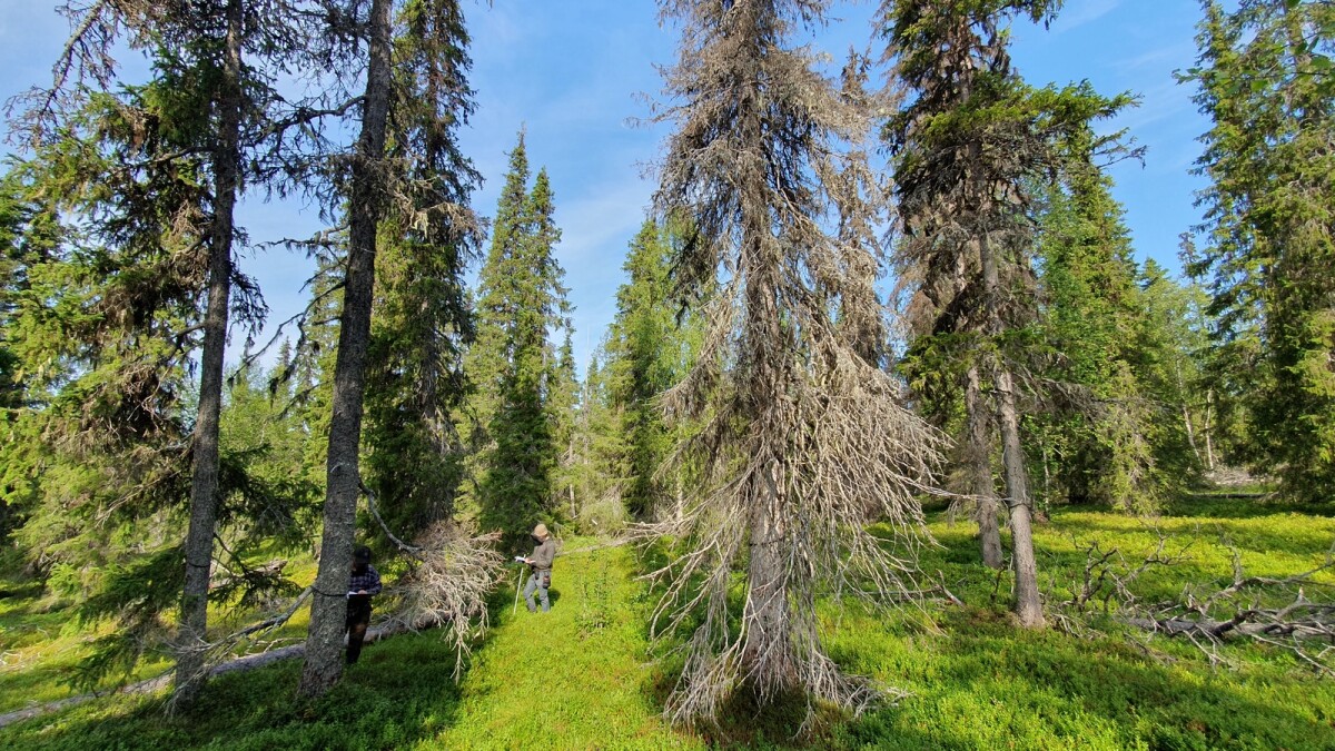”Tämänhetkinen maisema se ei ole” – Lämpiävä ilmasto runtelee Itä-Lapin luonnon tuleville polville täysin erilaiseksi, Värriön tutkijat sanovat