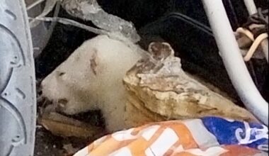 ”Säpsähdin toden teolla” – Valkoinen minkki pelästytti perheen Kokkolassa, katso video