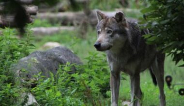 Susien kannanhoidollinen metsästys alkaa ensi vuoden alussa kertoo maa- ja metsätalousministeri