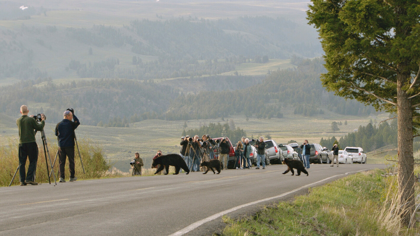 Amerikan mustakarhu -dokumentti perehtyy karhujen elämään