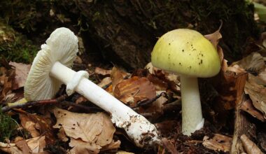 Jo 50 grammaa voi johtaa kuolemaan – tappava sieni näyttää leviävän Suomessa, kertoo asiantuntija Suomen Luonto -lehdessä