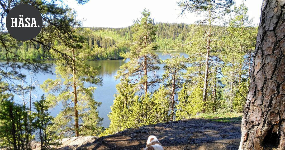 Hämeen Sanomat ottaa kantaa | Aulankoa voi kehittää luontoa kunnioittaen: Valtuusto velvoitti kaupungilta joustavuutta kumppanina | Pääkirjoitus & mielipide