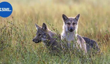 Viitasaarella varauduttiin järjestämään lisäkoulukyytejä susien vuoksi – "Tilannetta seurataan" | Keski-Suomi