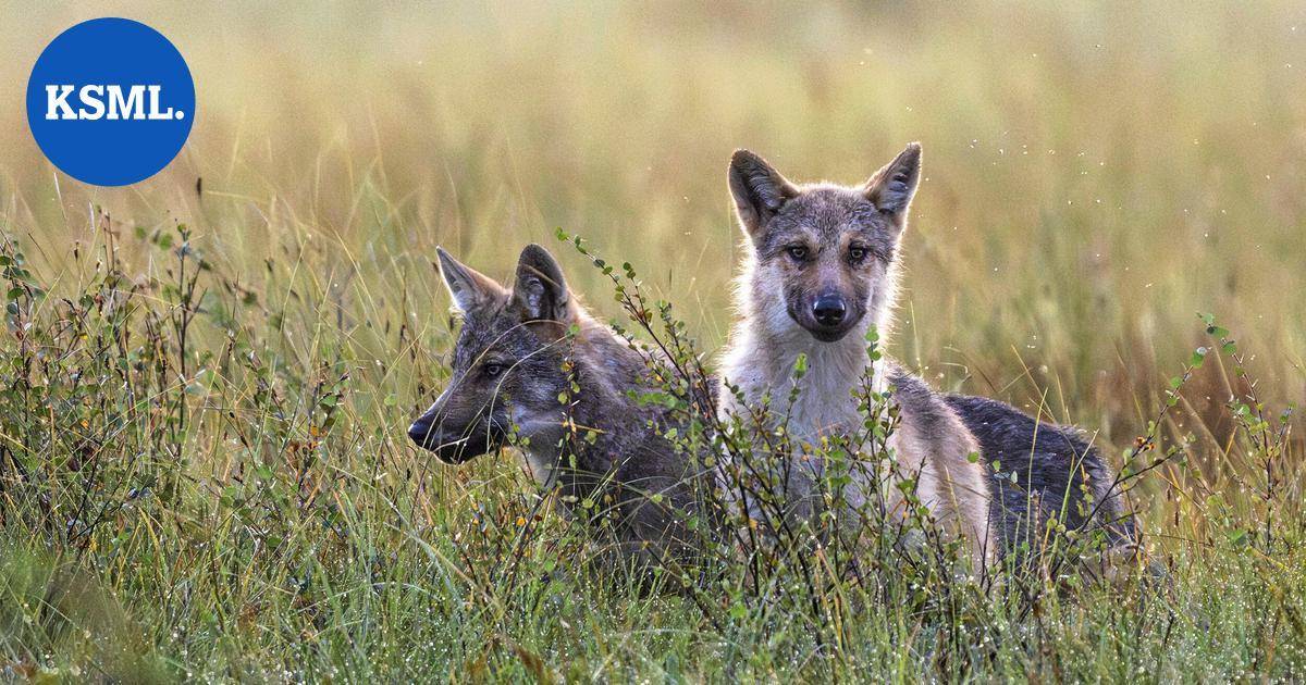 Viitasaarella varauduttiin järjestämään lisäkoulukyytejä susien vuoksi – "Tilannetta seurataan" | Keski-Suomi