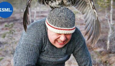 Hullu metso hyppäsi hattuun – luonto yllättää kuvaajan ja panee välillä huumorintajun koetukselle | Keski-Suomi