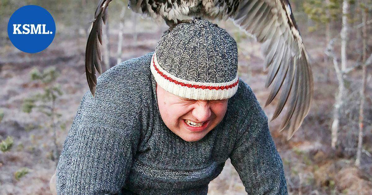 Hullu metso hyppäsi hattuun – luonto yllättää kuvaajan ja panee välillä huumorintajun koetukselle | Keski-Suomi