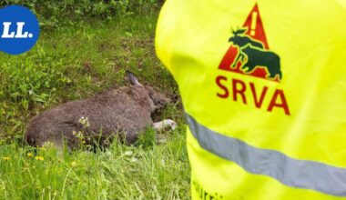 Pellit kolisevat Luumäellä tiuhaan hirvieläinten kanssa – Selvitimme, missä on syytä olla erityisen valppaana | Paikalliset