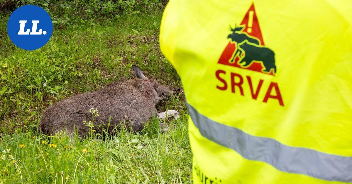 Pellit kolisevat Luumäellä tiuhaan hirvieläinten kanssa – Selvitimme, missä on syytä olla erityisen valppaana | Paikalliset