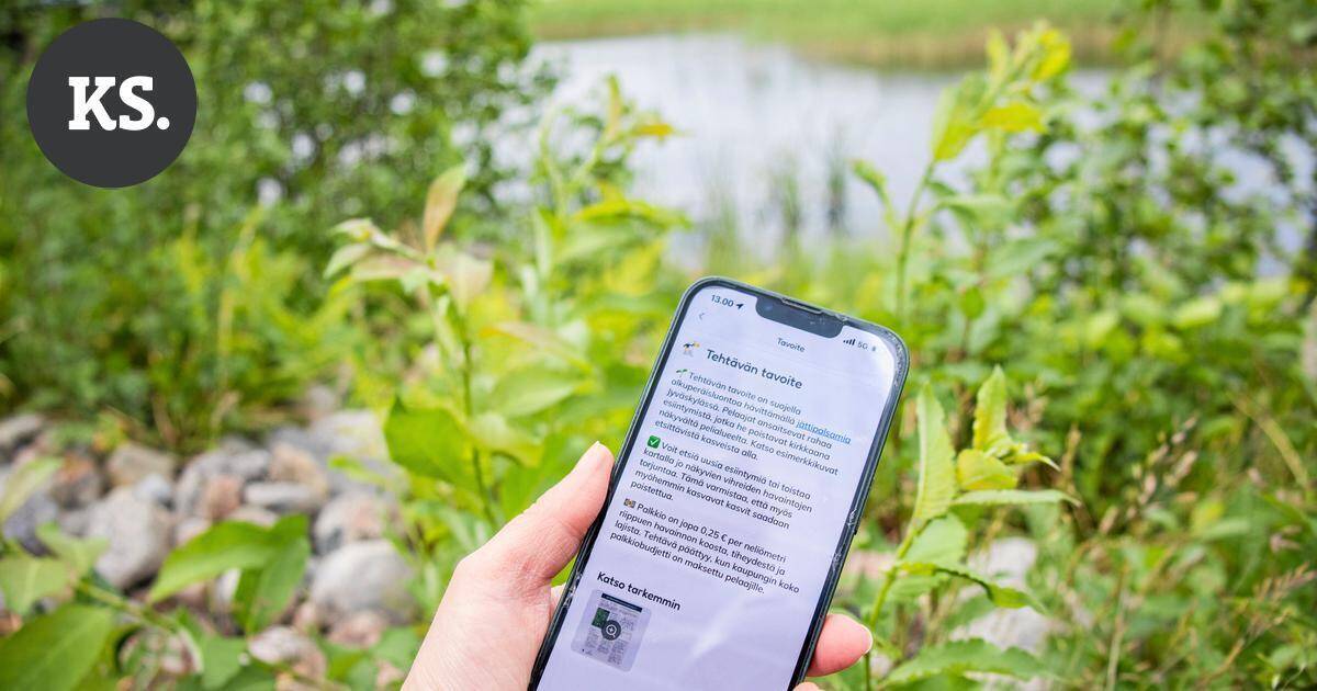 Kännykkä kädessä vieraslajien kimppuun? – Pyhtää harkitsee mobiilipelin käyttöönottoa ensi vuonna | Paikalliset
