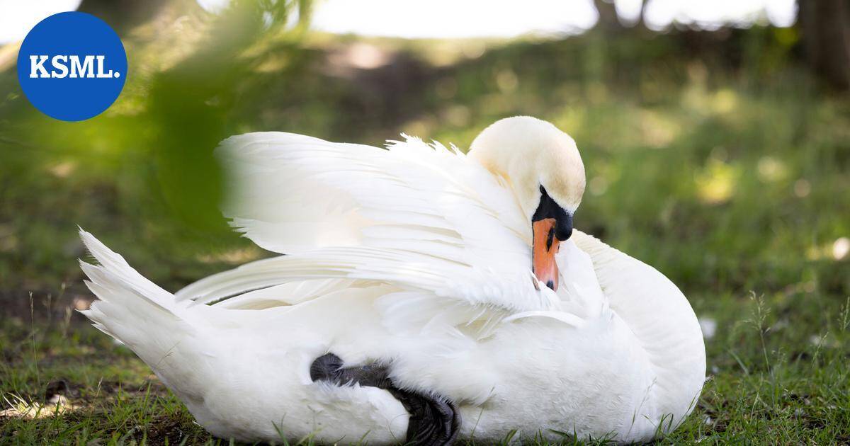 Joutsen oli pulassa Jyväskylän Korpilahdella | Keski-Suomi