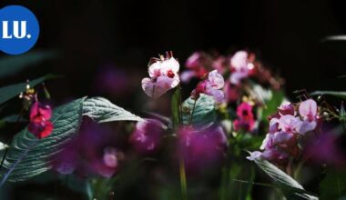 Ympäristö | Lohja ottaa suosiota saaneen Crowdsorsa-sovelluksen käyttöön vieraslajien torjunnassa | Paikalliset