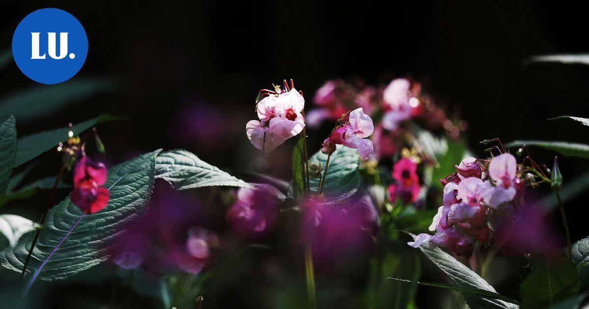 Ympäristö | Lohja ottaa suosiota saaneen Crowdsorsa-sovelluksen käyttöön vieraslajien torjunnassa | Paikalliset