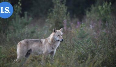 Susivahinkojen kokonaismäärä Suomessa on kasvanut – välkkyvät, ujeltavat ja ilmalla täyttyvät laitteet todettiin hyödyllisiksi susikarkottimia testanneen hankkeen aikana | Uutissuomalainen