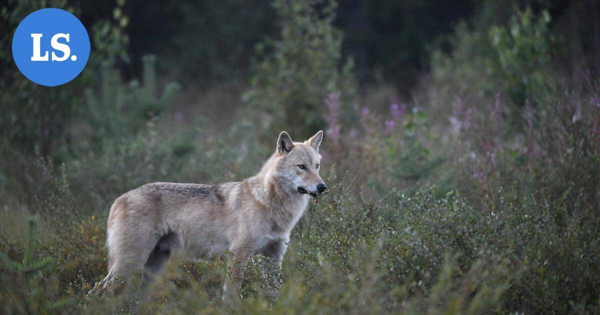 Susivahinkojen kokonaismäärä Suomessa on kasvanut – välkkyvät, ujeltavat ja ilmalla täyttyvät laitteet todettiin hyödyllisiksi susikarkottimia testanneen hankkeen aikana | Uutissuomalainen