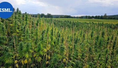 Tarjoilijat tekeytyivät maanviljelijöiksi saadakseen EU-tukia Kreikassa | Uutissuomalainen