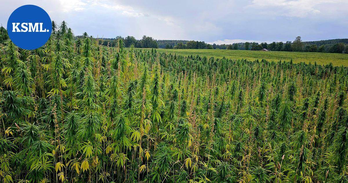 Tarjoilijat tekeytyivät maanviljelijöiksi saadakseen EU-tukia Kreikassa | Uutissuomalainen