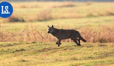 Tuore susipariskunta Loviisan ja Porvoon rajamailla – Joko keväällä on pennut? | Paikalliset