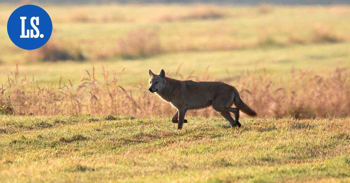 Tuore susipariskunta Loviisan ja Porvoon rajamailla – Joko keväällä on pennut? | Paikalliset