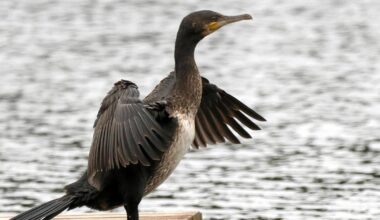 Luonnosta | Merimetso herättää keskustelua ja jakaa mielipiteitä – Ei meidän järvelle, kiitos! | Paikalliset