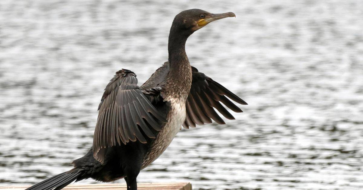 Luonnosta | Merimetso herättää keskustelua ja jakaa mielipiteitä – Ei meidän järvelle, kiitos! | Paikalliset