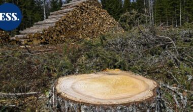 Suomessa luonnonvarojen kulutus henkeä kohden Euroopan suurinta | Uutissuomalainen