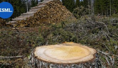 Suomessa luonnonvarojen kulutus henkeä kohden Euroopan suurinta – "Uhkaa kansalaistemme hyvinvointia" | Uutissuomalainen