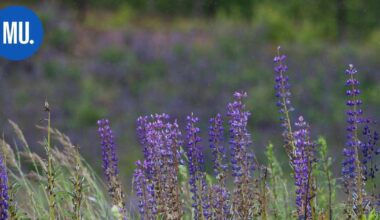 Luonto | Mäntsälässä torjuttiin yli 30 170 neliömetriä vieraslajeja mobiilipelillä | Paikalliset