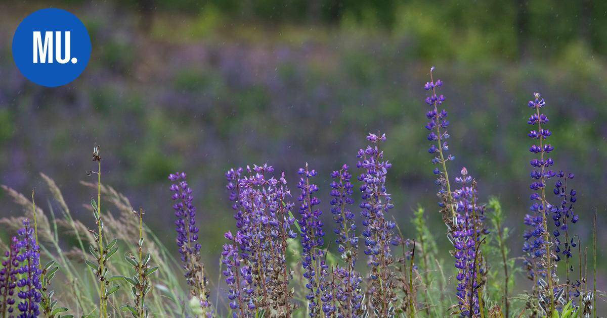 Luonto | Mäntsälässä torjuttiin yli 30 170 neliömetriä vieraslajeja mobiilipelillä | Paikalliset