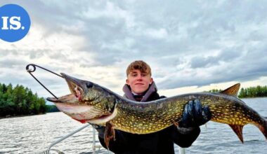 Lukijan luontokuvat | Haukisaalis ja kauniita syksyn värejä – Katso kuvat! | Paikalliset