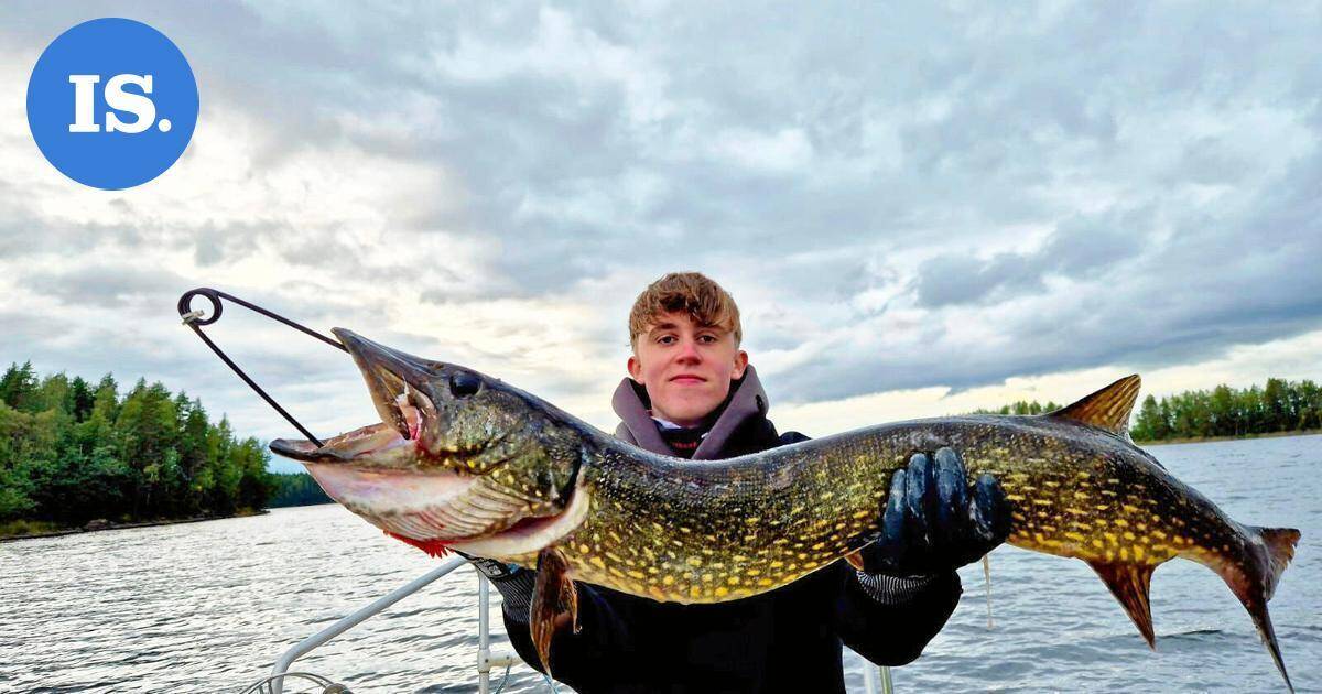 Lukijan luontokuvat | Haukisaalis ja kauniita syksyn värejä – Katso kuvat! | Paikalliset