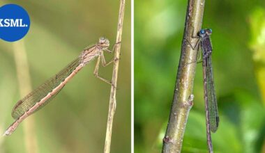 Muuttuva luonto | Pitkäikäinen ja harvinainen kummajainen on levinnyt nopeasti myös Keski-Suomeen – korvausarvo 39 euroa | Teemat