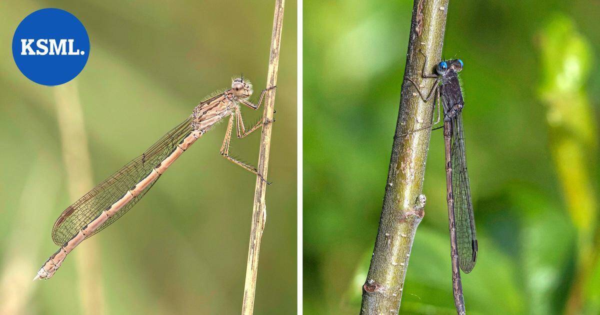 Muuttuva luonto | Pitkäikäinen ja harvinainen kummajainen on levinnyt nopeasti myös Keski-Suomeen – korvausarvo 39 euroa | Teemat