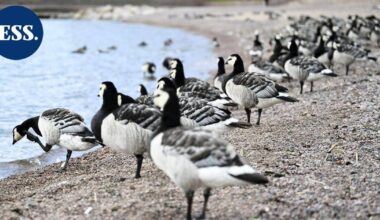Valkoposkihanhien muutto jumittui, mutta viikonloppuna vilkastunee | Uutissuomalainen
