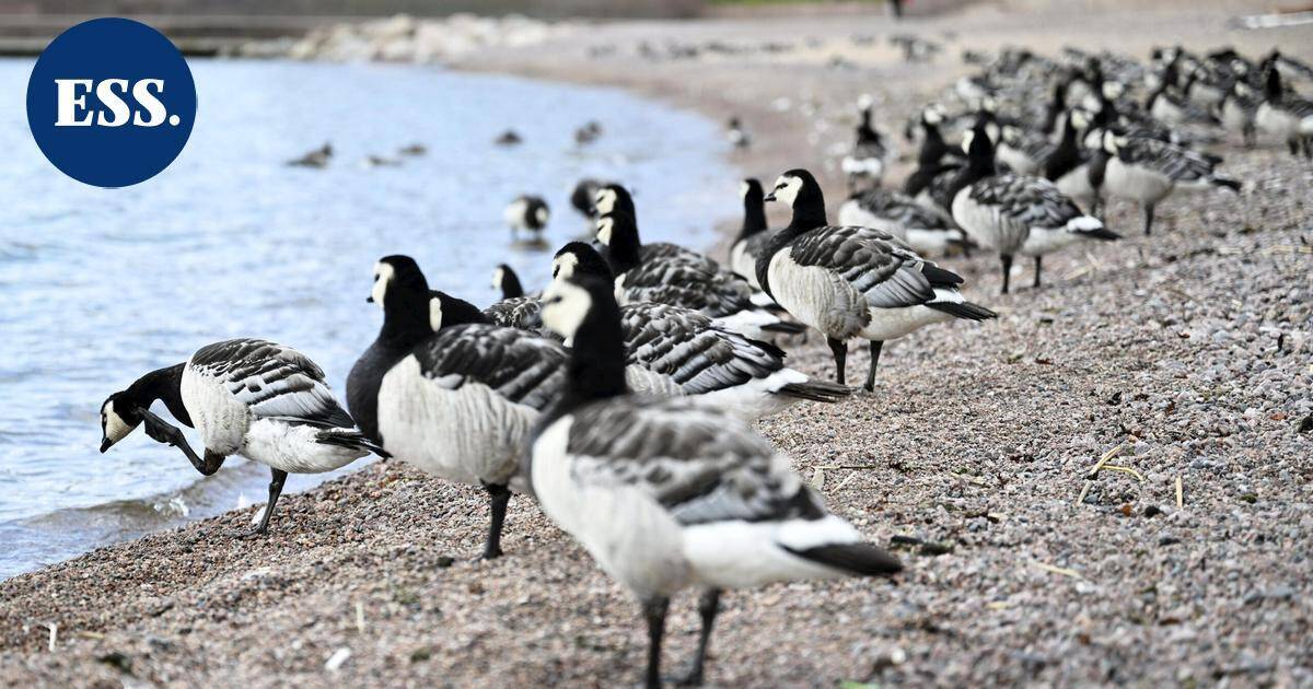 Valkoposkihanhien muutto jumittui, mutta viikonloppuna vilkastunee | Uutissuomalainen
