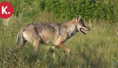 Susien metsästyskiintiöksi esitetään vähintään 65 sutta tulevana talvena | Uutissuomalainen