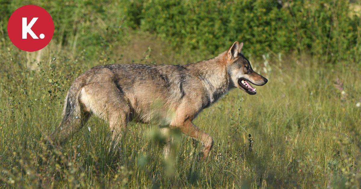 Susien metsästyskiintiöksi esitetään vähintään 65 sutta tulevana talvena | Uutissuomalainen