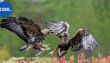 Luonto kuvaan | Uljaita lintuja kuviin ruskan värittämässä maisemassa | Teemat