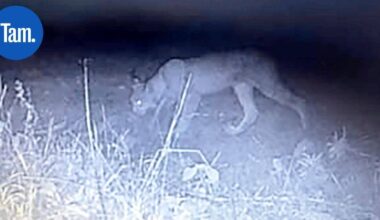 Ilves haaskan kimpussa lempääläläisen pihan nurkassa – "On ihan normaalia nähdä ilves Tampereen kaupunkialueellakin" | Paikalliset