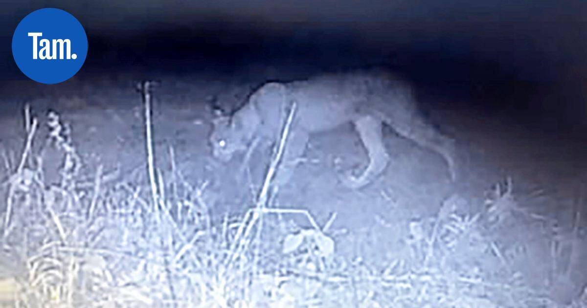 Ilves haaskan kimpussa lempääläläisen pihan nurkassa – "On ihan normaalia nähdä ilves Tampereen kaupunkialueellakin" | Paikalliset