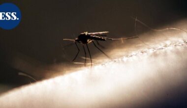 Islannista löytyi ensi kertaa hyttysiä, kertoi tutkija | Uutissuomalainen