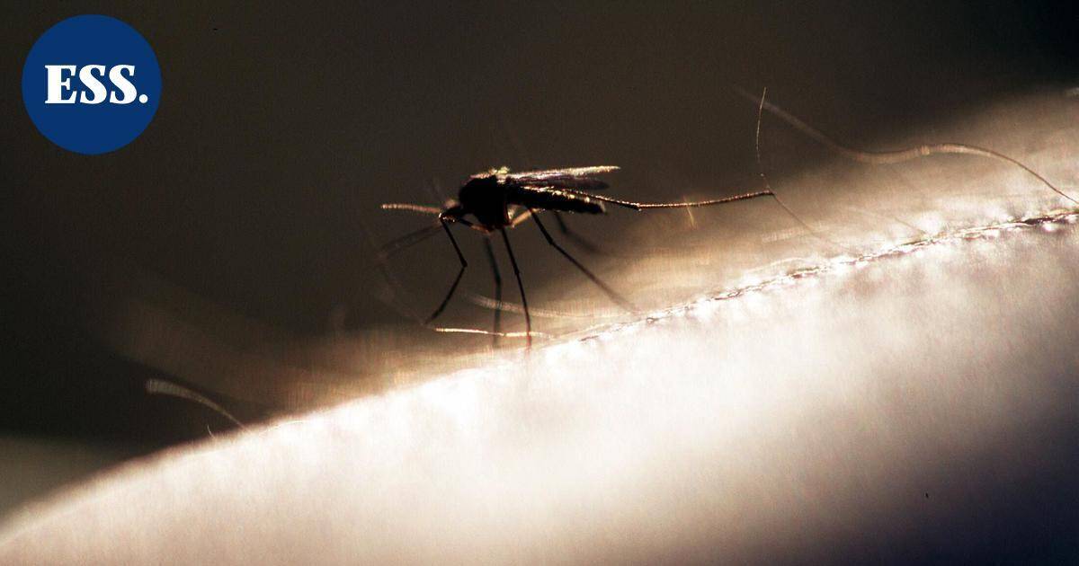 Islannista löytyi ensi kertaa hyttysiä, kertoi tutkija | Uutissuomalainen