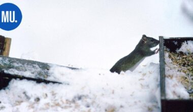 Luonto | Talvi tulee: Kuinka ruokin linnut ja vältän rottien buffetin? | Paikalliset