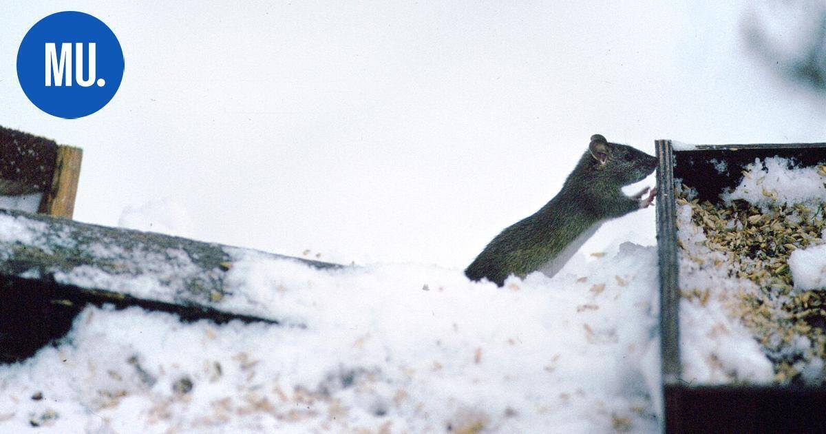 Luonto | Talvi tulee: Kuinka ruokin linnut ja vältän rottien buffetin? | Paikalliset