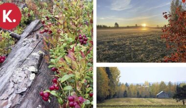 Karjalaisen ruskakuvakilpailu on ratkennut | Paikalliset