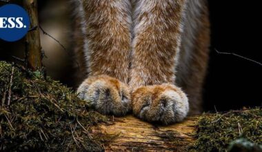 Vuoden luontokuvassa komeilevat ilveksen karvaiset tassut | Uutissuomalainen