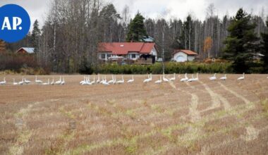 Katso videot | Sadat joutsenet ja hanhet valtasivat Monnin pellot | Paikalliset