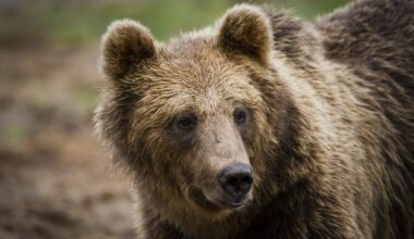 Auto törmäsi karhunpentuun – tämän takia todella vaarallinen tilanne